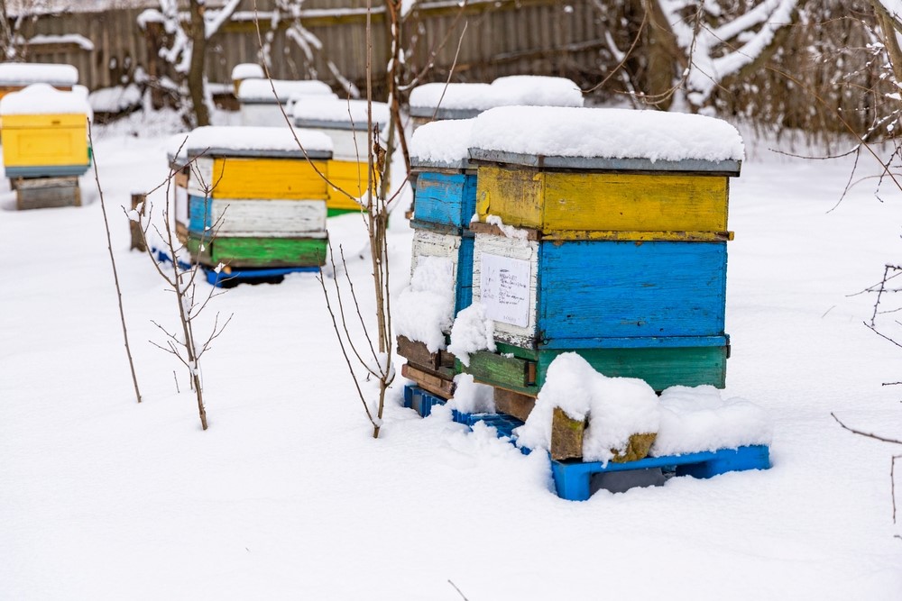 ¿Cómo elegir entre los tipos de colmenas?